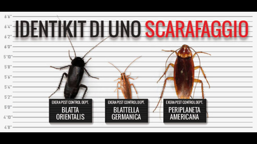 Blatte e scarafaggi sono la stessa cosa?
